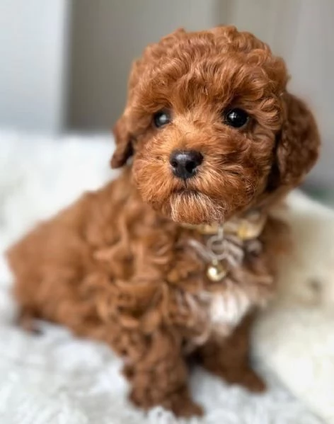 BARBONCINO TOY  BARBONCINI NANI CUCCIOLI PAGAMENTO A RATE DA 50euroMESE