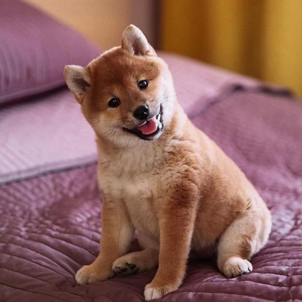 SHIBA INU CUCCIOLI PAGAMENTO A RATE DA 50euroMESE  CONSEGNA IN TUTTA ITALIA