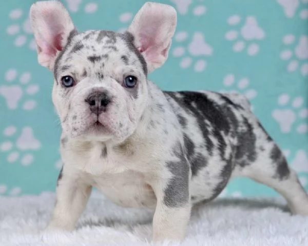 BOULEDOGUE  BULLDOG FRANCESE MERLE CUCCIOLI PAGAMENTO A RATE DA 40MESE  CONSEGNA IN TUTTA ITALIA