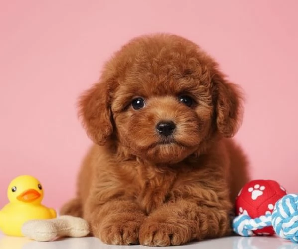 BARBONCINI TOY e NANI CUCCIOLI PAGAMENTO A RATE DA 50euroMESE  CONSEGNA IN TUTTA ITALIA