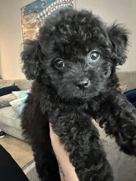 BARBONCINO TOY  BARBONCINI NANI neri CUCCIOLI PAGAMENTO A RATE DA 50euroMESE