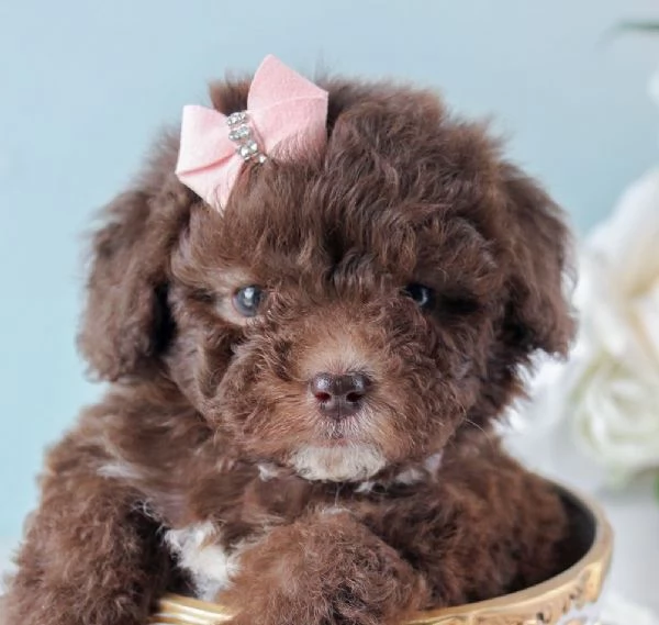 BARBONCINO TOY  BARBONCINI NANI CHOCO CUCCIOLI PAGAMENTO A RATE DA 50euroMESE | Foto 0