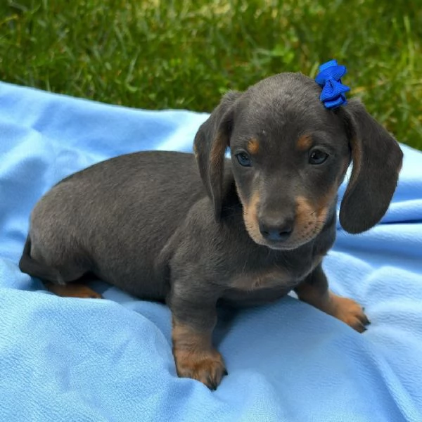 BASSOTTO NANO   BASSOTTI NANI TEDESCHI BLU CUCCIOLI  pagamento personalizzato | Foto 1