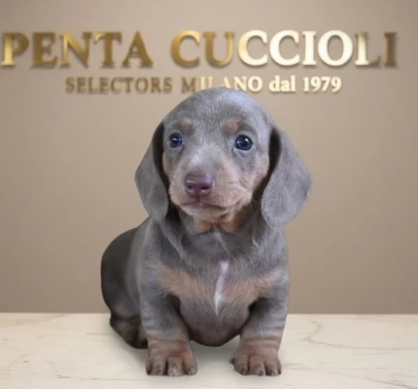 BASSOTTO NANO   BASSOTTI NANI TEDESCHI BLU CUCCIOLI  pagamento personalizzato