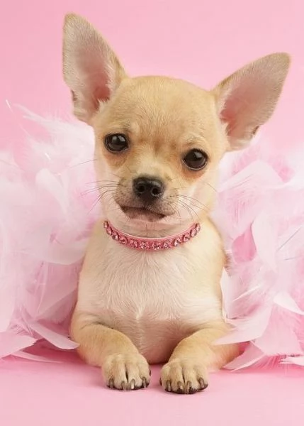 Chihuahua toy fulvo  pagamento personalizzato
