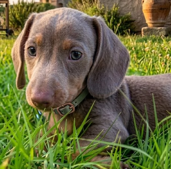 BASSOTTO NANO   BASSOTTI NANI TEDESCHI BLU CUCCIOLI  pagamento personalizzato