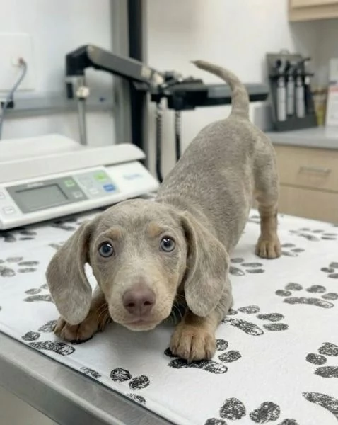 BASSOTTO NANO   BASSOTTI NANI TEDESCHI BLU CUCCIOLI  pagamento personalizzato | Foto 0