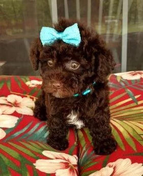 MALTIPOO CHOCOLATE CUCCIOLI  pagamento personalizzato