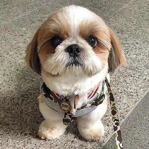SHITZU  SHITZU CUCCIOLI BICOLORE  pagamento personalizzato