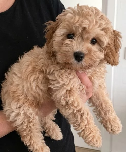 MALTIPOO  MALTIPO CUCCIOLI  pagamento personalizzato | Foto 0
