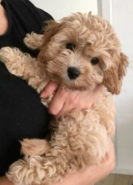 MALTIPOO  MALTIPO CUCCIOLI  pagamento personalizzato