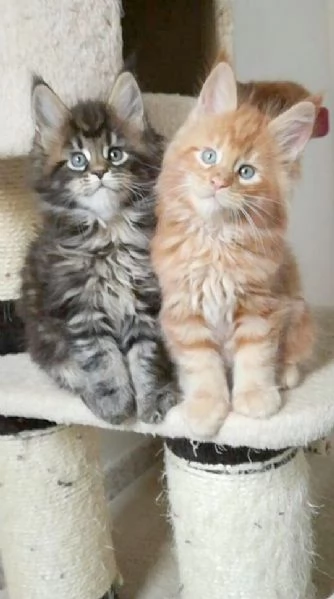MAINE COON TABBY CUCCIOLI pagamento personalizzato