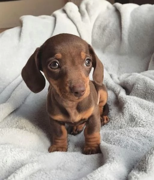 BASSOTTO NANO   BASSOTTI NANI TEDESCHI CHOCO CUCCIOLI  pagamento personalizzato