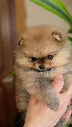 VOLPINI SPITZ DI POMERANIA CUCCIOLI pagamento personalizzato