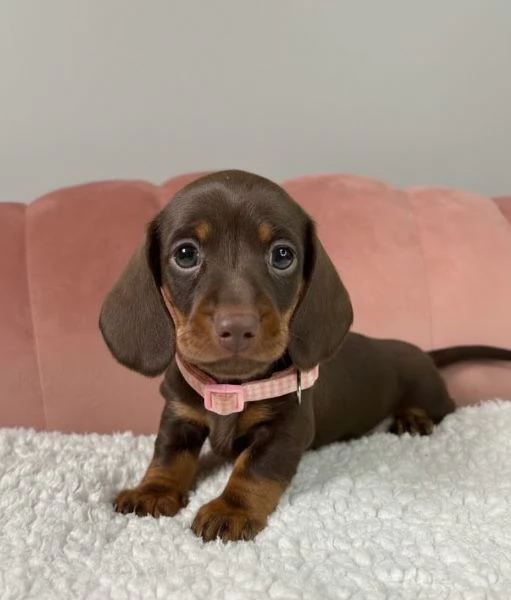 BASSOTTO NANO   BASSOTTI NANI TEDESCHI CHOCO CUCCIOLI  pagamento personalizzato