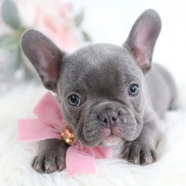 BULLDOG FRANCESE  BOULEDOGUE CUCCIOLI  pagamento personalizzato | Foto 0
