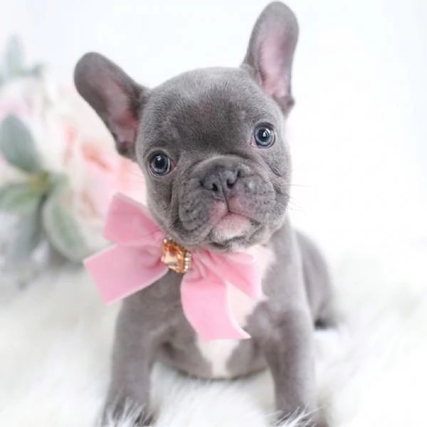 BULLDOG FRANCESE  BOULEDOGUE CUCCIOLI  pagamento personalizzato