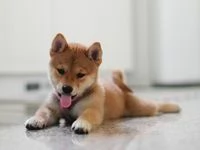 SHIBA INU GIAPPONESI CUCCIOLI da 50 euro al mese