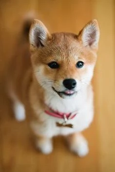 SHIBA INU CUCCIOLI ITALIANI da 50 euro al mese