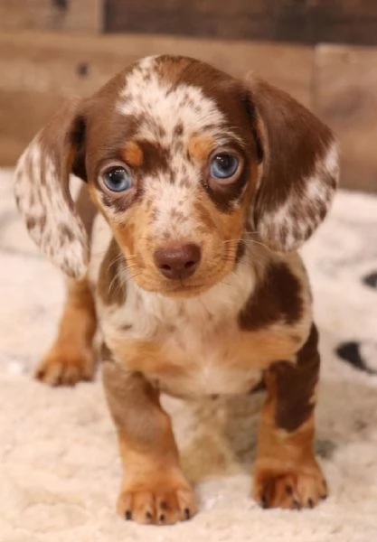 Bassotto nano  bassotti nani cuccioli choco merle da 50 euro al mese