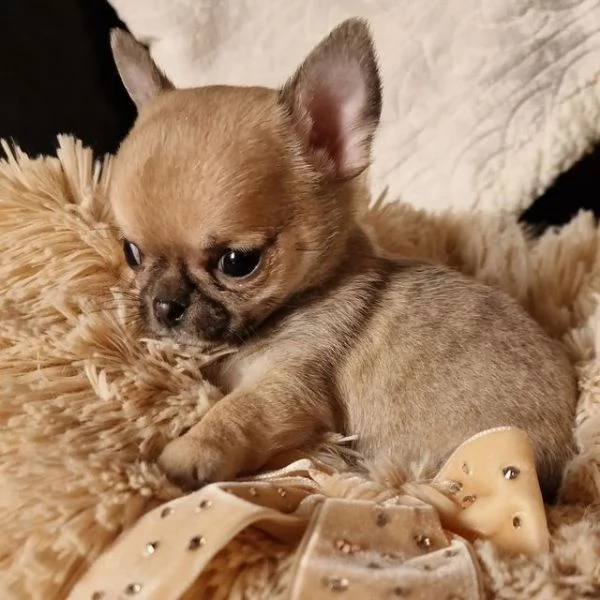 Romeo chihuahua toy fulvo  pagamento agevolato