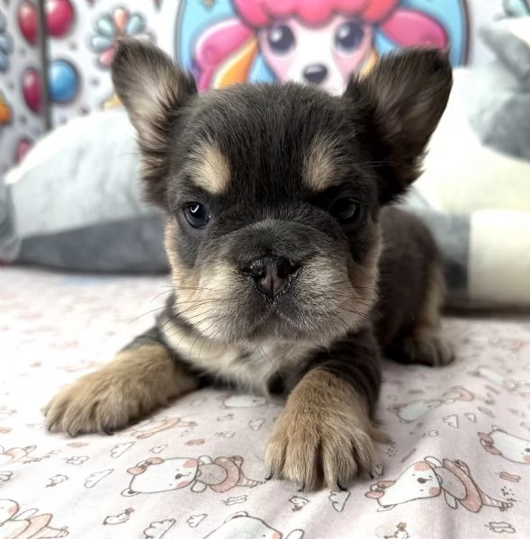 BULLDOG  BOULEDOGUE FRANCESE FLUFFY CUCCIOLI pagamento agevolato