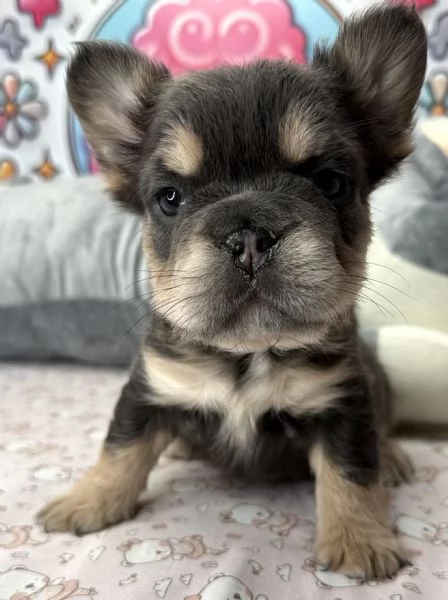 BULLDOG  BOULEDOGUE FRANCESE FLUFFY CUCCIOLI pagamento agevolato | Foto 0