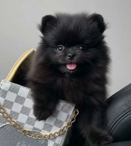 VOLPINI SPITZ DI POMERANIA CUCCIOLI ITALIANI  pagamento agevolato