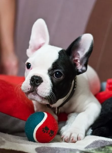 BULLDOG  BOULEDOGUE FRANCESE  BIANCHI E NERO CUCCIOLI pagamento agevolato