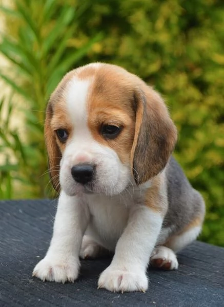 BEAGLE CUCCIOLI pagamento agevolato