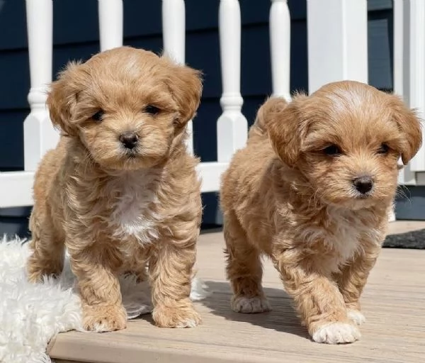 MALTIPOO  MALTIPO CUCCIOLI pagamento agevolato