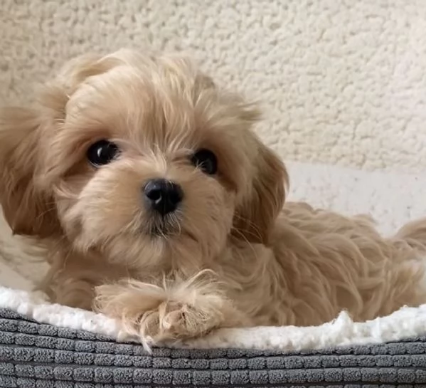 MALTIPOO  MALTIPO CUCCIOLI pagamento agevolato