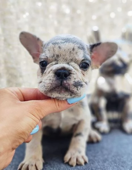 BULLDOG  BOULEDOGUE FRANCESE POKET MERLE CUCCIOLI pagamento agevolato