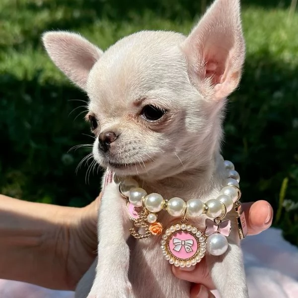 CHIHUAHUA TOY CUCCILI pagamento agevolato