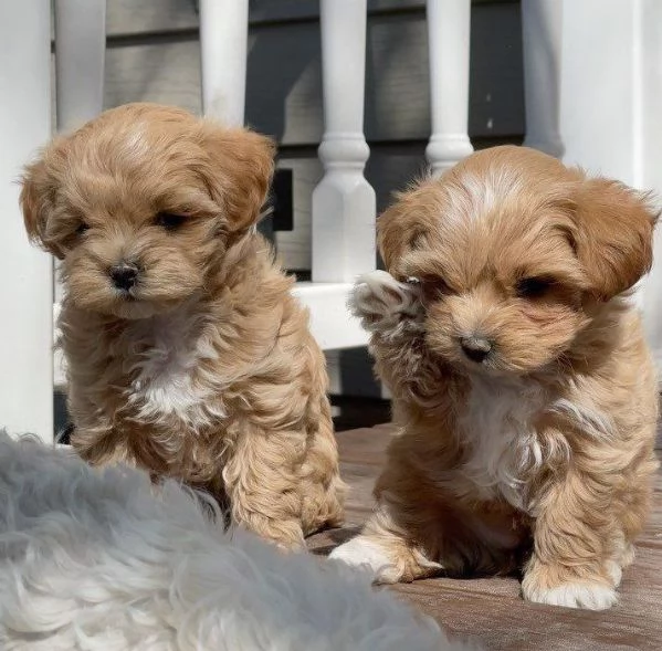MALTIPOO  MALTIPO CUCCIOLI pagamento agevolato | Foto 0