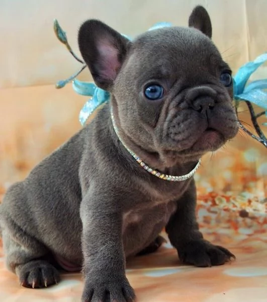 BULLDOG  BOULEDOGUE FRANCESE BLU CUCCIOLI pagamento agevolato