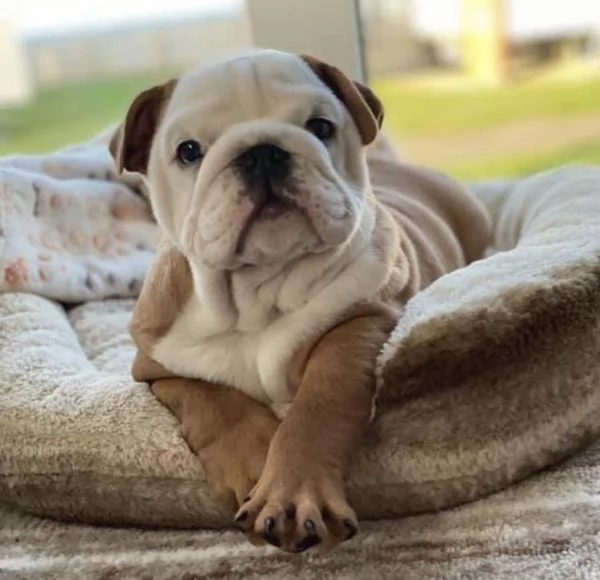 BULLDOG INGLESE cuccioli disponibili con pagamento personalizzato