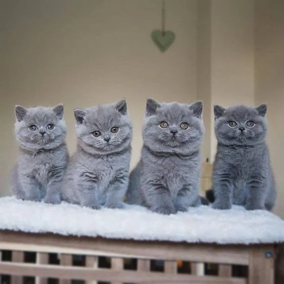 British shorthair