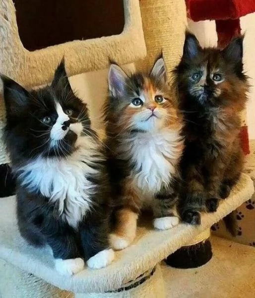 Maine Coon XXL