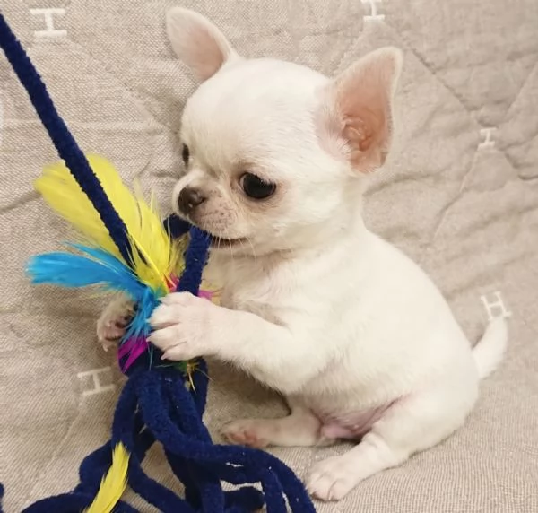 CHIHUAHUA TOY CUCCIOLI selezionati  pagamento rateale