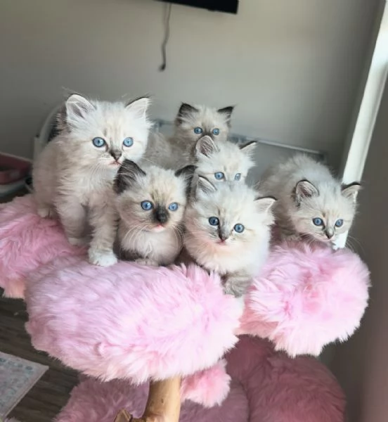 Ragdoll  cuccioli selezionati
