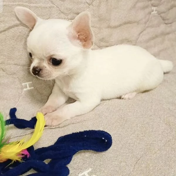 CHIHUAHUA TOY CUCCIOLI selezionati  pagamento rateale | Foto 0