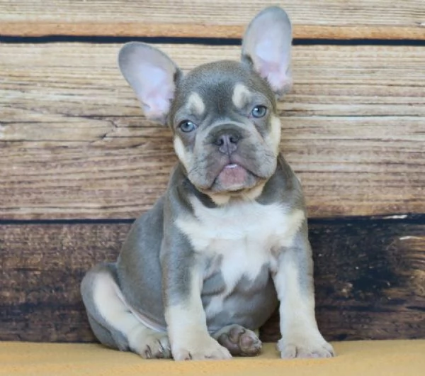 BULLDOG FRANCESE BLU cuccioli selezionati  pagamento rateale
