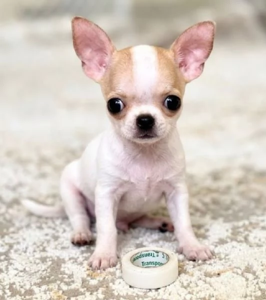 CHIHUAHUA TOY CUCCIOLI selezionati  pagamento rateale