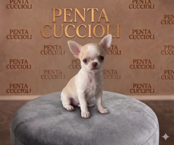 CHIHUAHUA TOY CUCCIOLI selezionati  pagamento rateale