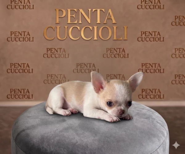 CHIHUAHUA TOY CUCCIOLI selezionati  pagamento rateale | Foto 0