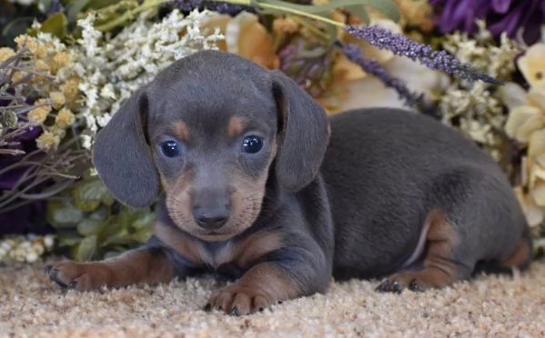 BASSOTTO NANO TEDESCO  BASSOTTI NANI BLU cuccioli selezionati  pagamento rateale