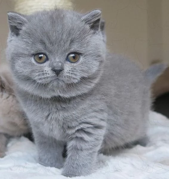 BRITISH SHORTHAIR BLU CUCCIOLI   rate da 12 mesi | Foto 0