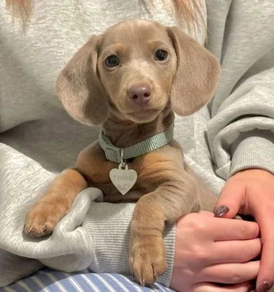 BASSOTTO NANO TEDESCO BLU CUCCIOLI  BASSOTTI NANI rate da 12 mesi