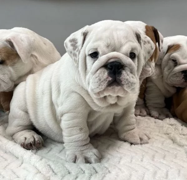 BULLDOG INGLESE PUPPY BAINCO ARANCIO   rate da 12 mesi
